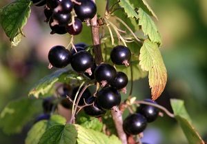 cassis-fruit