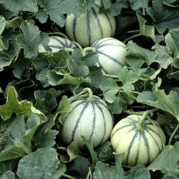 les-melons