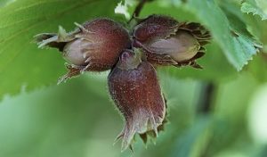 noisettes-fruit