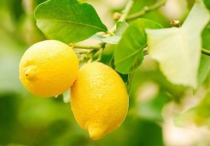 quels-sont-les-bienfaits-du-citron