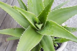 bienfaits-aloe-vera